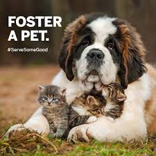 Volunteer to foster a pet!