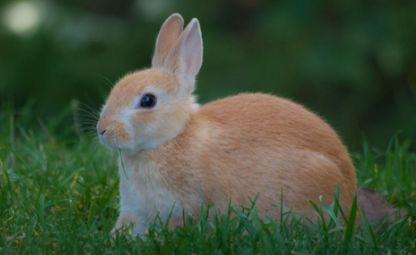 Fact or Fiction: A Bunny in the Police Force