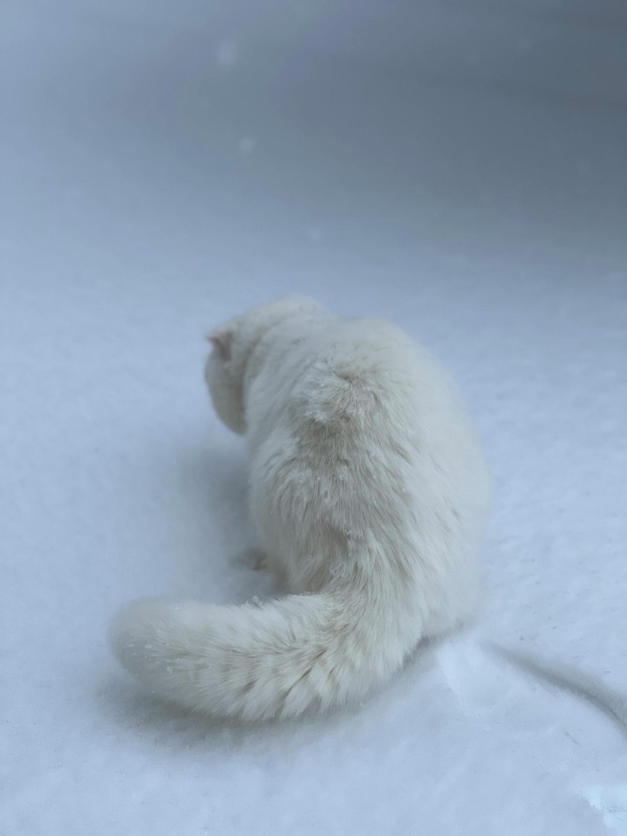 https://www.pexels.com/photo/furry-cat-on-snow-20165843/ 