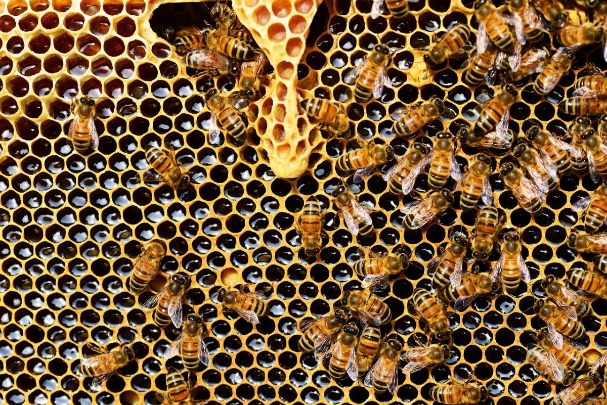 https://pixabay.com/photos/honey-bees-insects-hive-bees-337695/ 