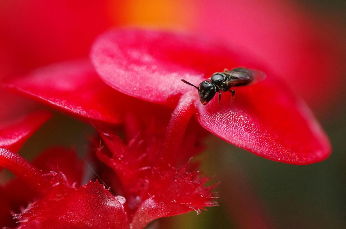 https%3A%2F%2Fwww.pexels.com%2Fphoto%2Fselective-focus-photography-of-black-fly-on-red-flower-1379464%2F+