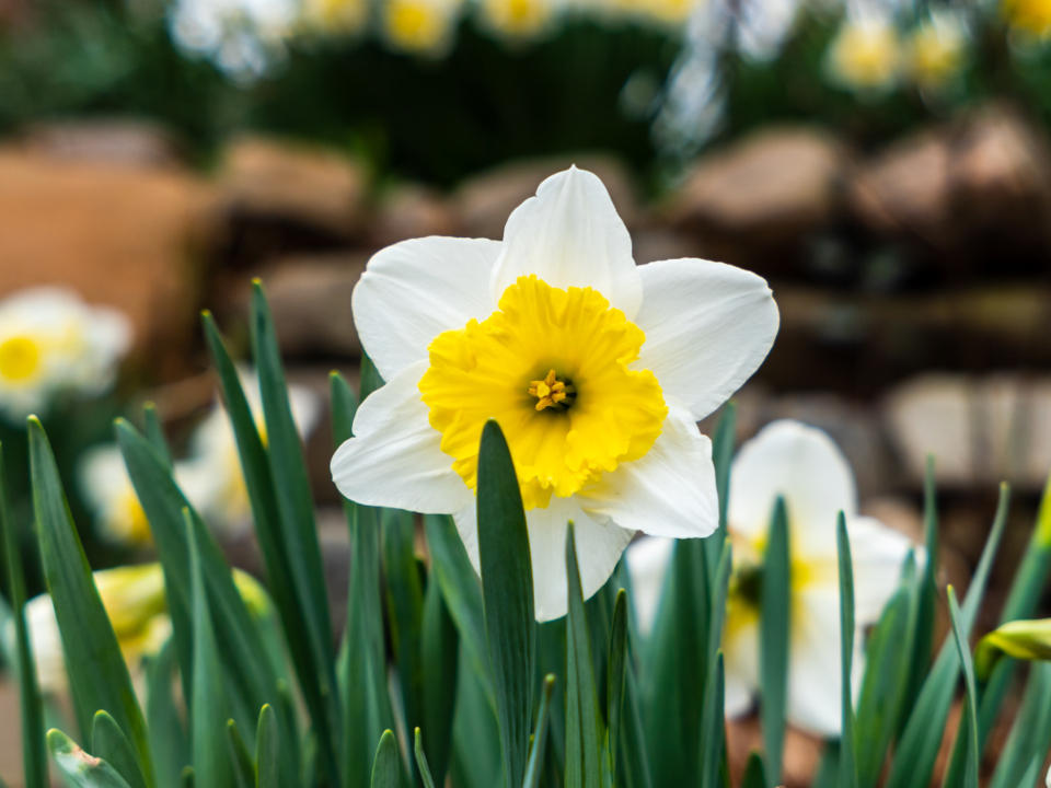 https://stocksnap.io/photo/spring-flowers-ESVCSJE0TO