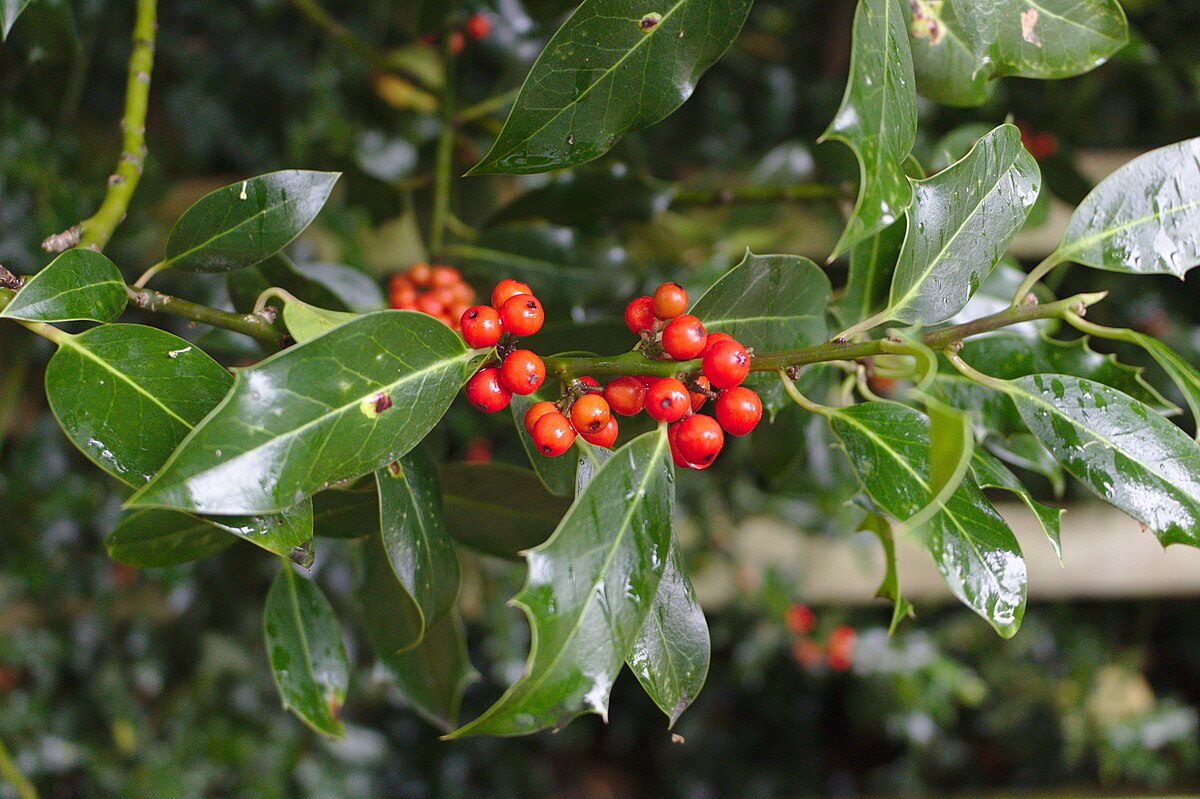 https://commons.wikimedia.org/wiki/File:Holly_at_Capenhurst_railway_station.jpg