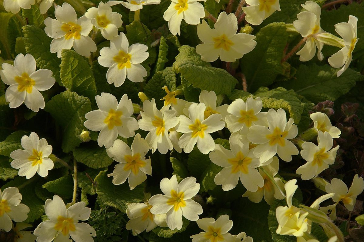 https://commons.wikimedia.org/wiki/File:Chipping_Sodbury_MMB_02_primula_vulgaris.jpg