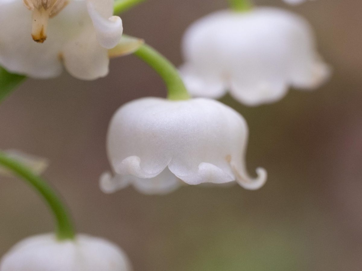 Convallaria Majalis Flower