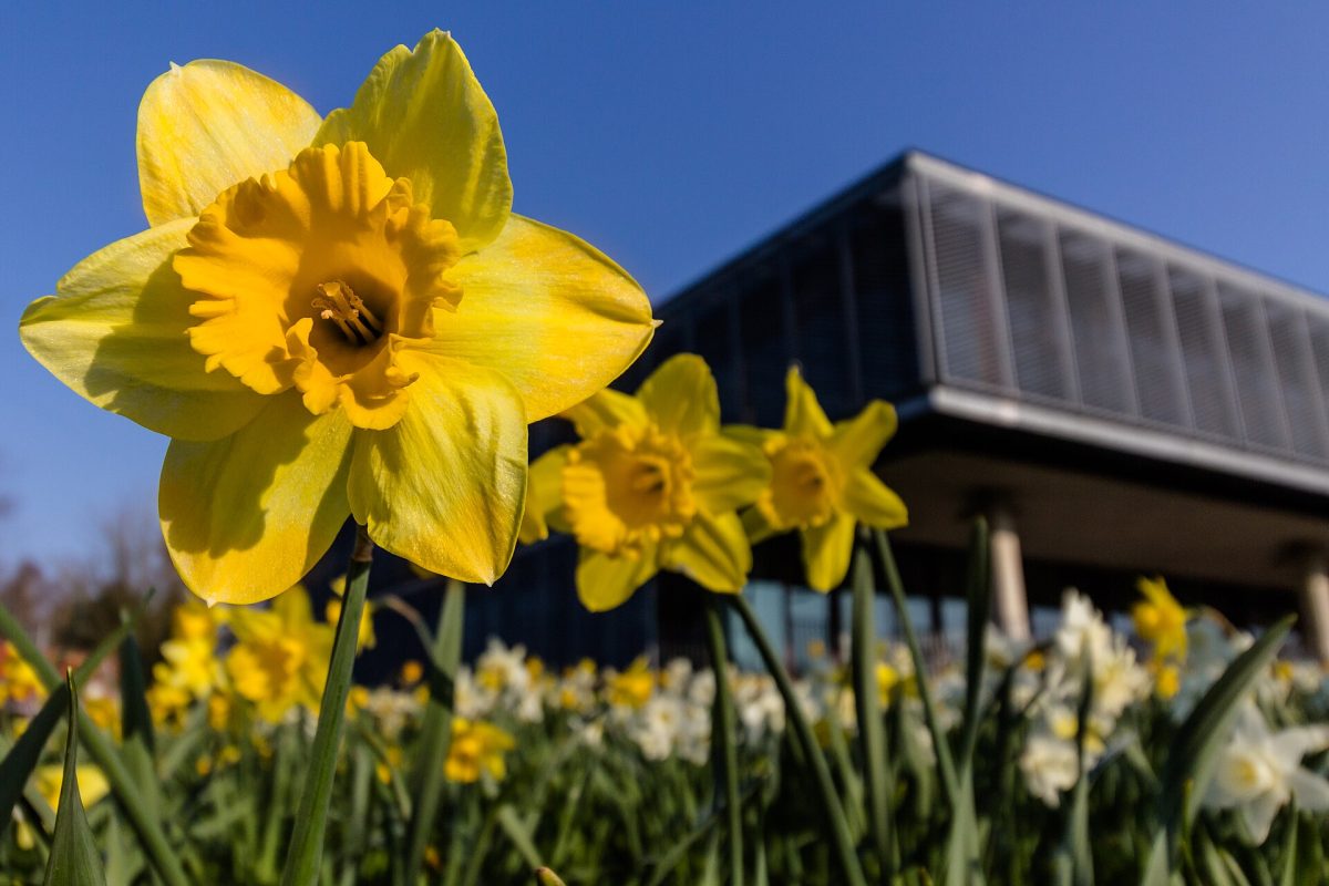 https://commons.wikimedia.org/wiki/File:Narcissus_yellow_20200328.jpg